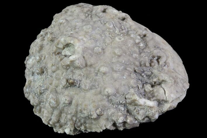 Crinoid Calyx (Pithocrinus) - Alpena, Michigan #68763